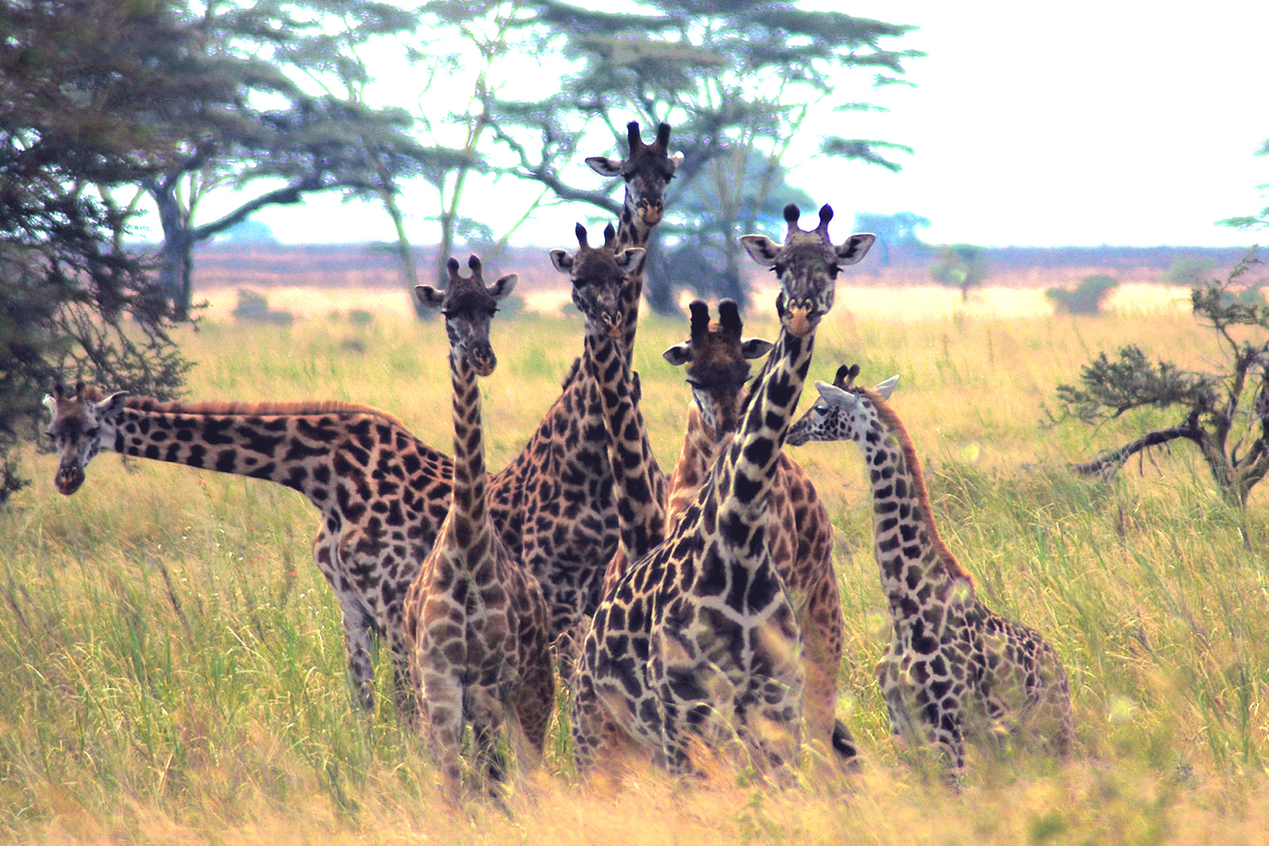 Serengeti - Seven Giraffes in a Group - 0571.jpg